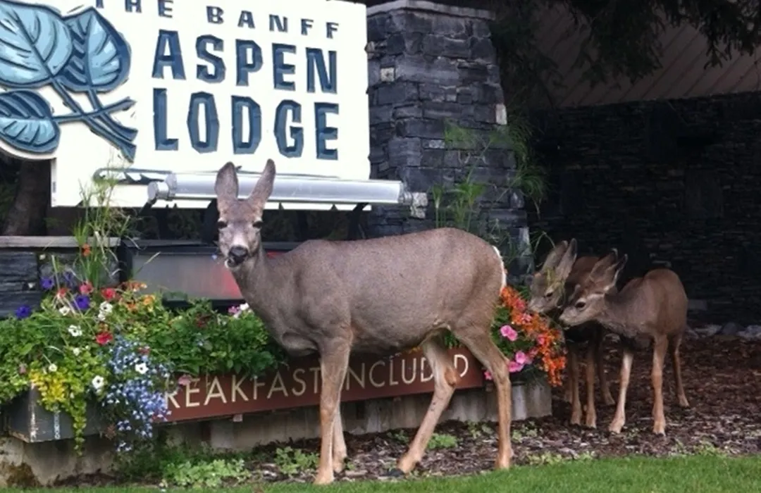 Banff Aspen Lodge-1