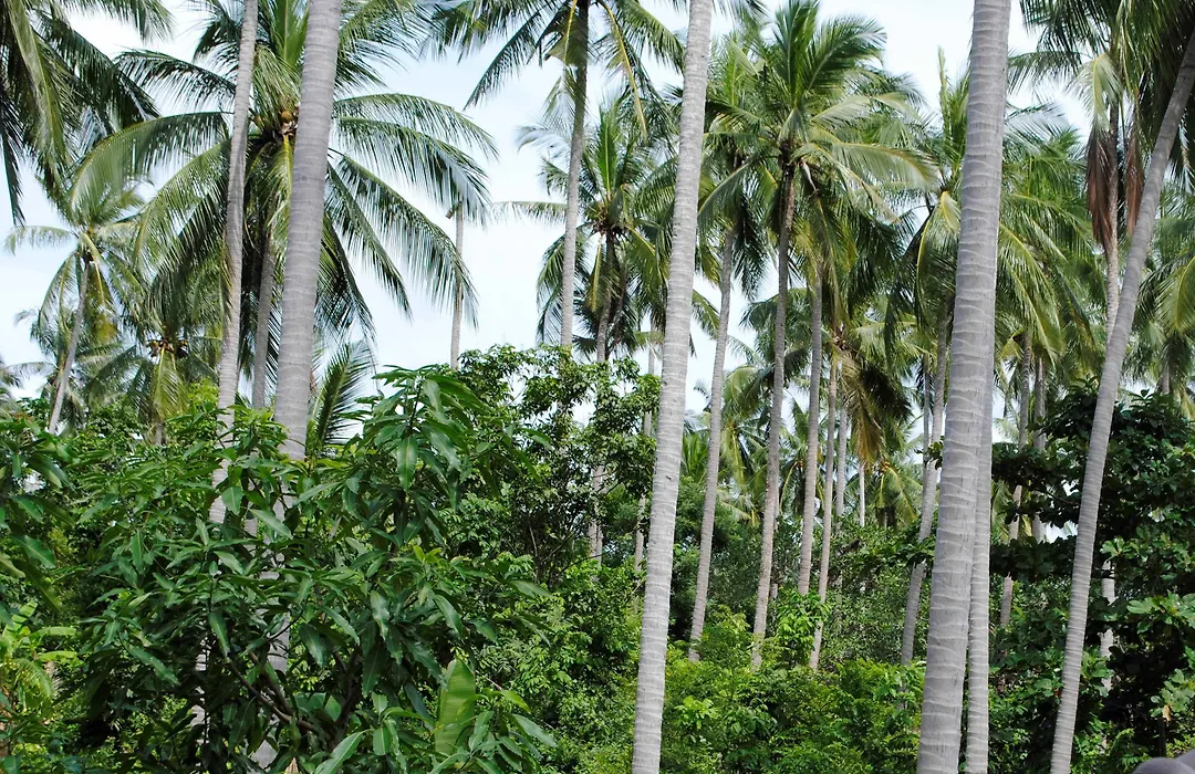 Baan Sawan Samui Resort-1