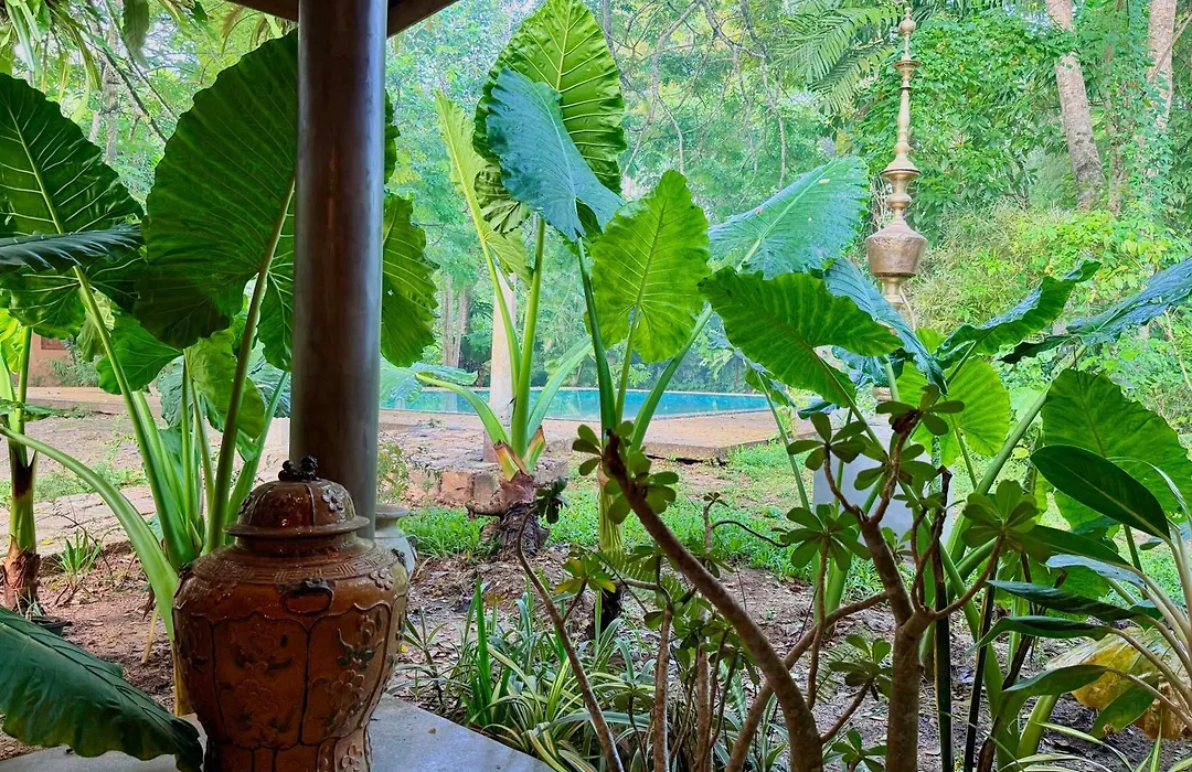 Lotus And Moon-1