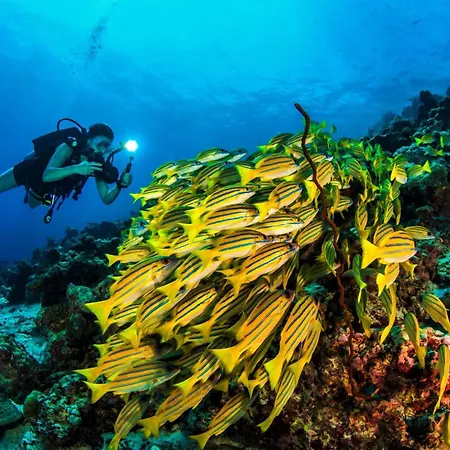 Dusit Thani Maldives - 50 Percent Off On Transfers For Stays Of 5 Nights Stay Until 20 December 2026-2