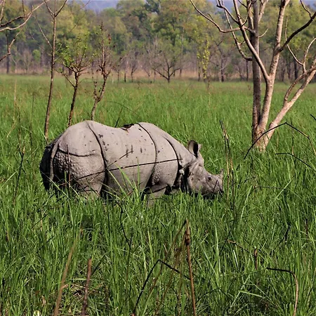 Chitwan Jungle Safari Home Stay-2