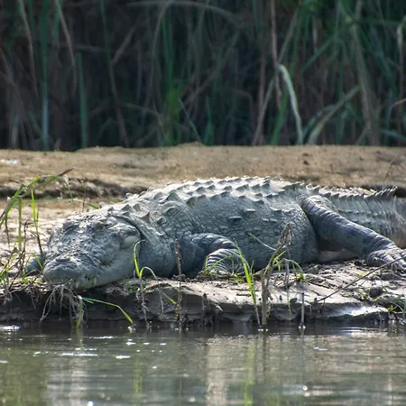 Chitwan Jungle Safari Home Stay-3