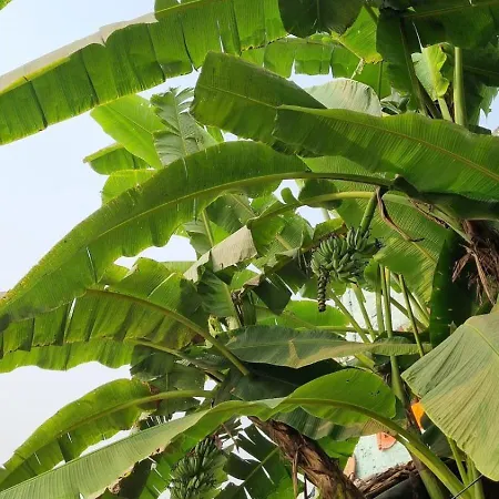 Mithila Villa Home Stay-2