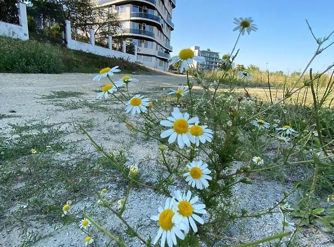 Apartament Somnila, Mamaia Nord Năvodari