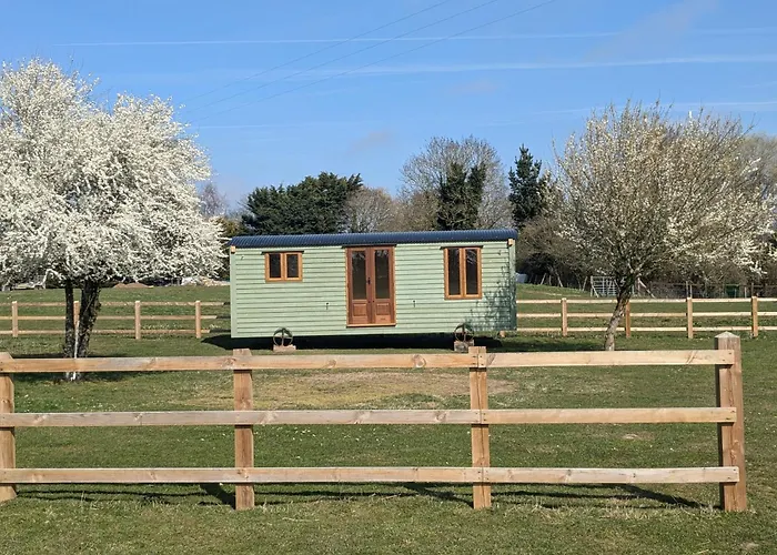 Shepherds Hut Surrounded By Alpacas And Ponies Norwich
