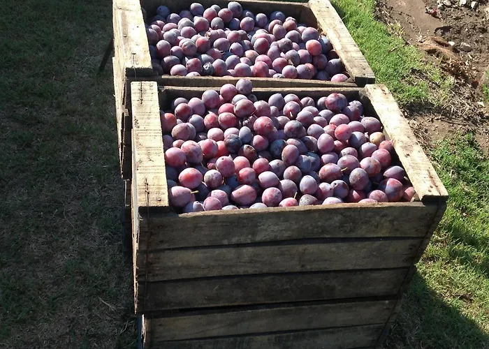 Establecimiento Rural El Chanar San Rafael 