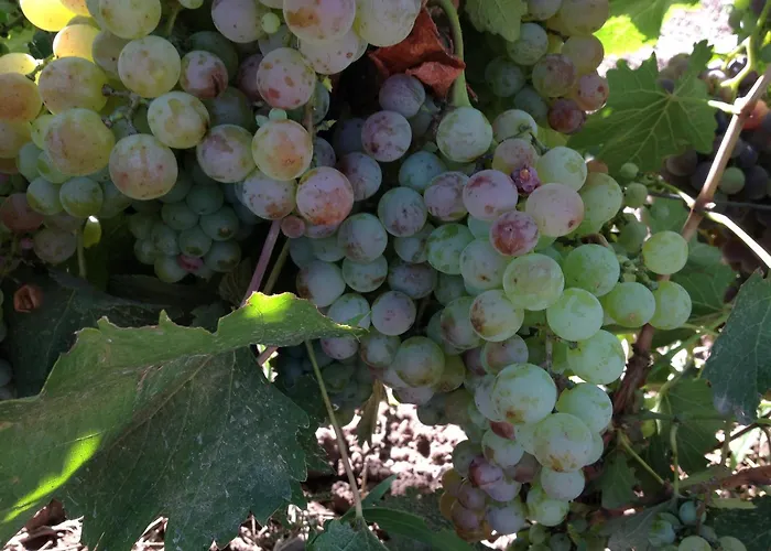 Establecimiento Rural El Chanar San Rafael 